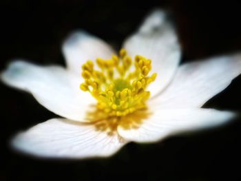 Close-up of fresh white flower against black background