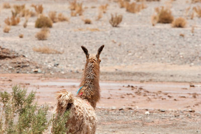 View of giraffe standing on desert