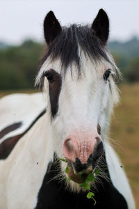 Close-up of a horse on field