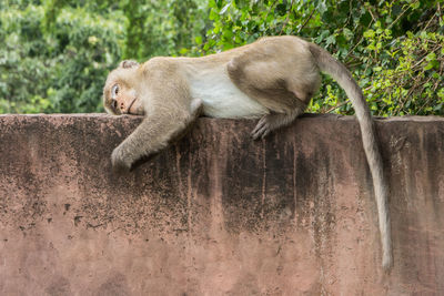 Monkey sitting on tree