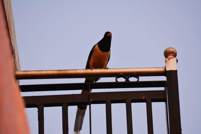 Low angle view of bird perching on tree