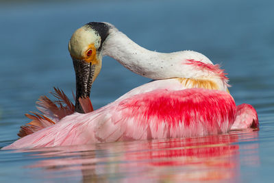 Close-up of duck