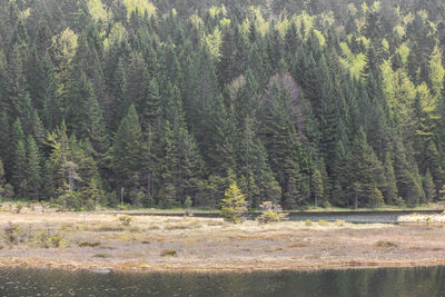 Pine trees in forest