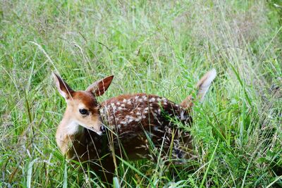 Close-up of deer on field