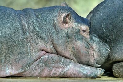 Close-up of a hippo baby