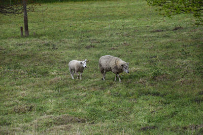 Sheep on field