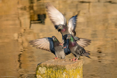 Bird flying over lake