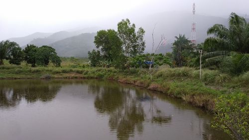 Scenic view of lake by trees against sky
