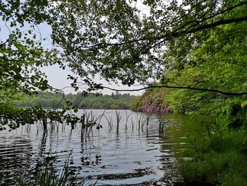 Plants growing by lake against sky