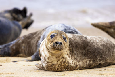 Seal basking on the beach at horsey, north norfolk, uk.