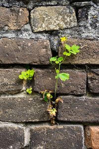 Close-up of plant growing on wall