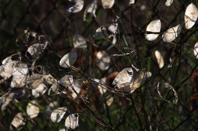 Close-up of wilted plant