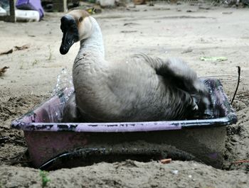 Close-up of swan on water