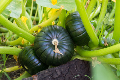 High angle view of vegetables on field