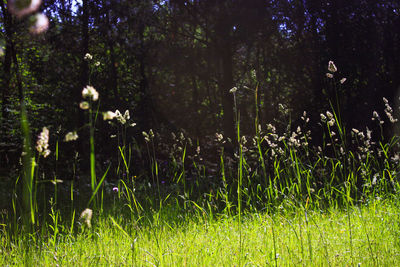 Plants growing on grassy field