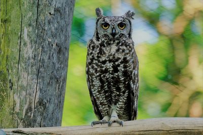 Portrait of owl perching on wooden post