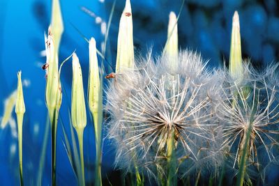 Close-up of dandelion seeds on grass