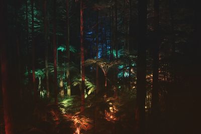 View of trees in forest at night