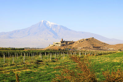 Scenic view of field against clear sky