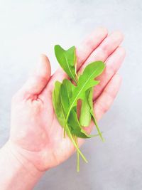 Close-up of hand holding leaves