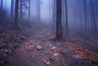 Trees in forest