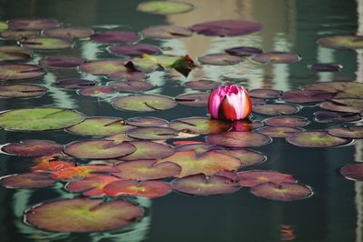 Close-up of lotus water lily in pond