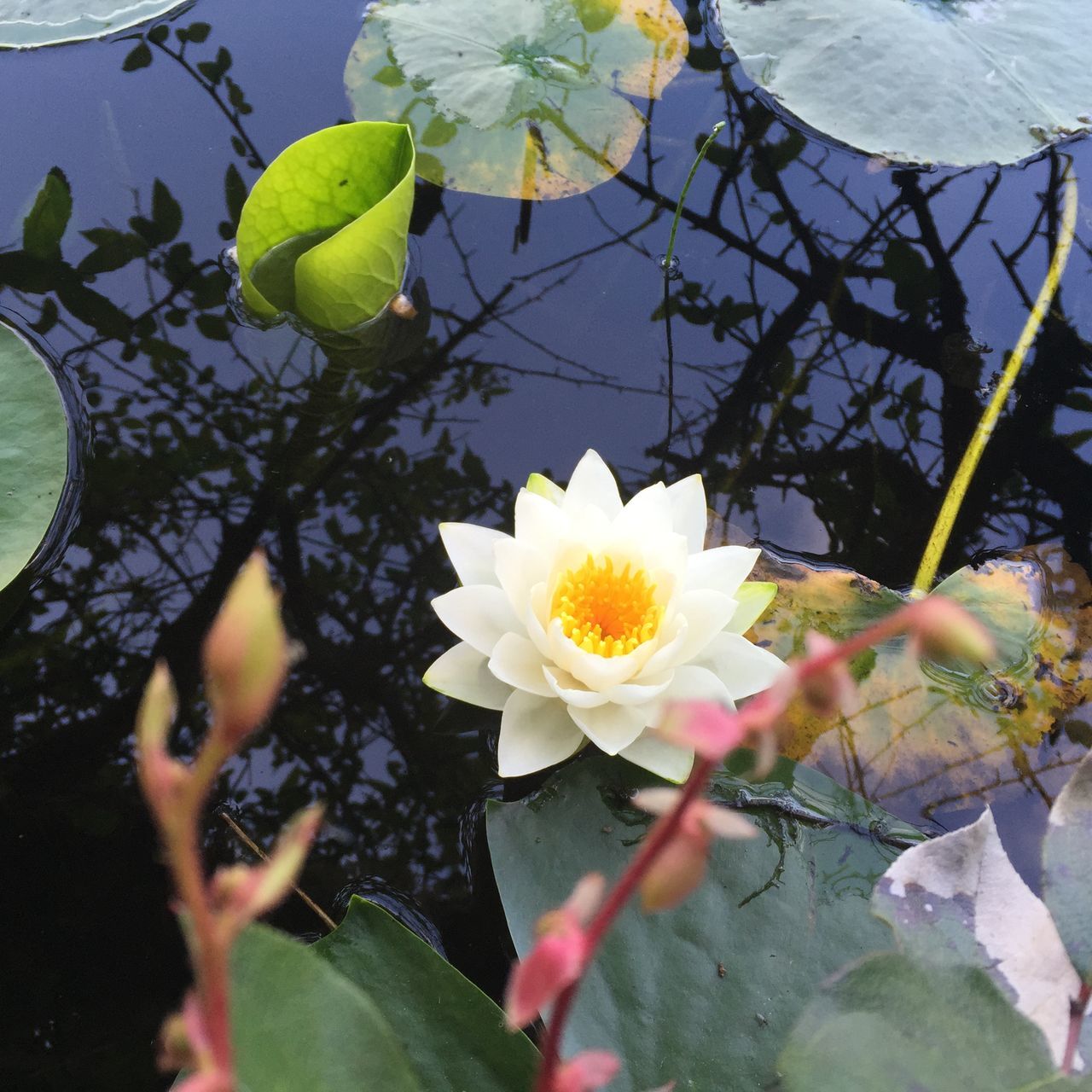 flower, petal, leaf, freshness, fragility, white color, flower head, growth, plant, nature, blooming, beauty in nature, pond, floating on water, water, water lily, close-up, animal themes, branch, high angle view