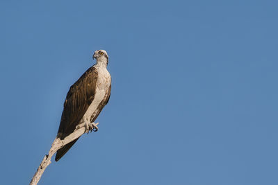 Low angle view of bird perching against clear blue sky