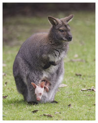 Close-up of rabbit on field