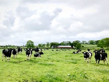 Cow crowd on the green