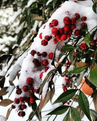 Close-up of snow covered tree