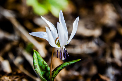 Close up of a erythronium dens-canis in spring in grancona, vicenza, italy