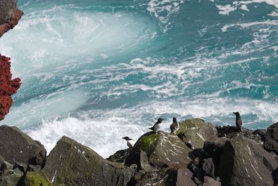 Scenic view of birds on rock and sea.