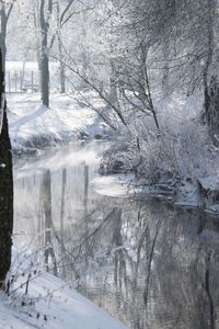 Frozen lake by trees during winter