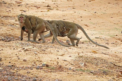 Monkeys with their babies moving on the land