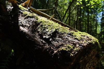 Close-up of moss on tree trunk