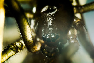 Close-up of insect on water