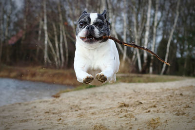 Dog running in a row