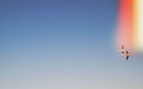 Birds flying in sky