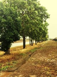 Trees on landscape