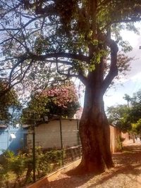 Trees in park against sky