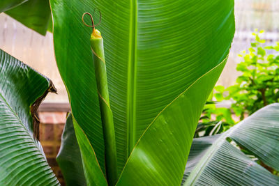 Close-up of green leaves on plant