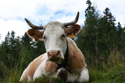 Close-up of cow on field against sky