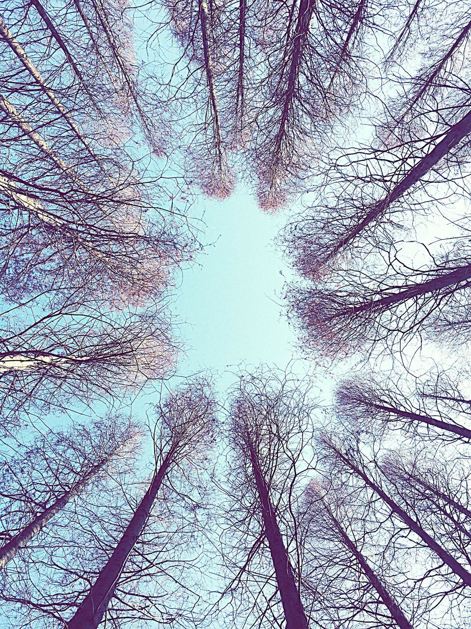 sky, no people, full frame, close-up, low angle view, backgrounds, window, tree, day, outdoors, nature, cloud - sky, fragility, spider web, animal themes, web