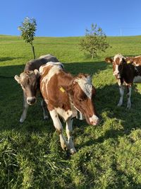 Cows on field