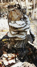 View of tree trunk