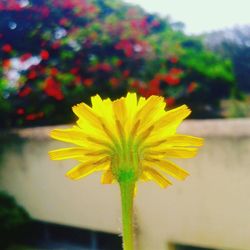 Close-up of yellow flower blooming outdoors