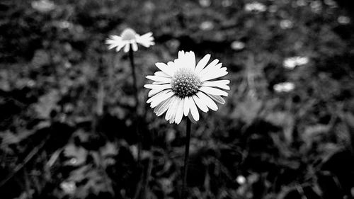 Low angle view of flowers against sky