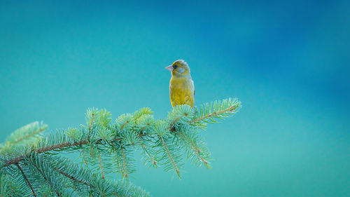 Low angle view of bird perching on tree against blue sky