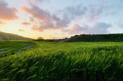 Scenic view of agricultural field against sky during sunset